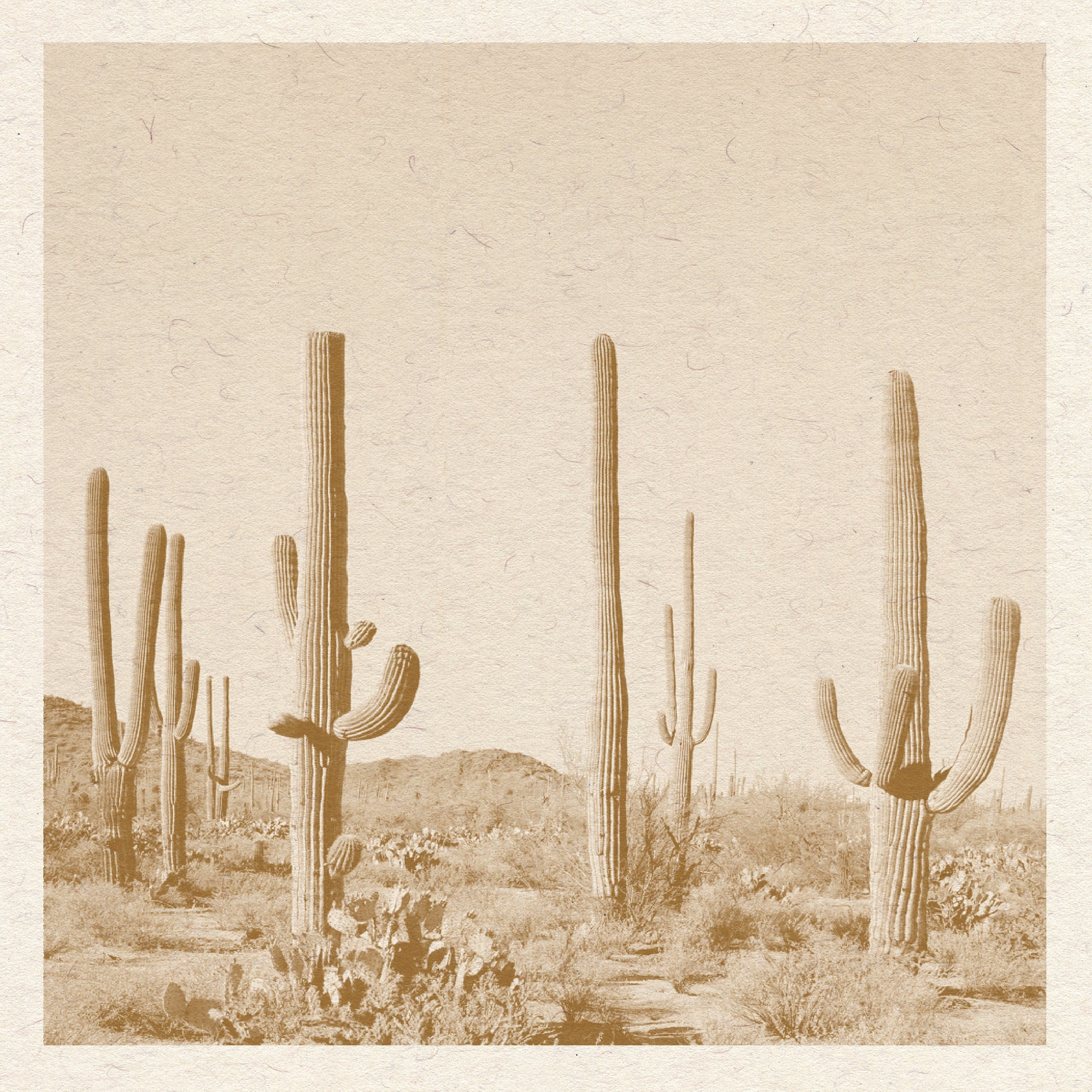 Cactus Desert Print